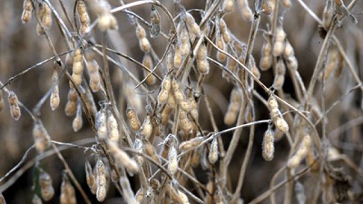 Recomendaciones para proteger la comercialización de soja con problemas de calidad en el Litoral