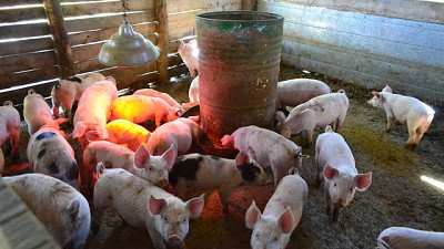 Replican curso de producción porcina en Conesa, tras exitosa experiencia del 2015