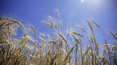 Se espera un aumento en el área de trigo