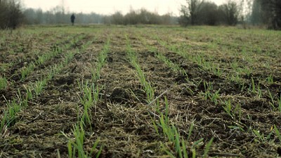 Nutrientes para el arranque de los cereales