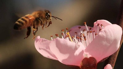 El MAGyP impulsa una nueva edición de la Bienal de Apicultura