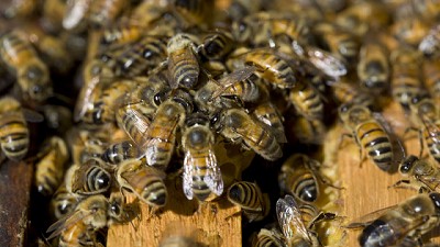 Las exportaciones de miel continúan su tendencia creciente