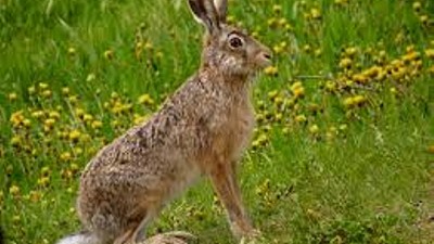 Habilitan la caza comercial de liebre europea en determinados municipios bonaerenses