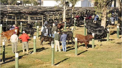 La Nación Ganadera Norte 2016: juras que prometen grandes campeones