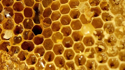 Se dispuso el alerta sanitario nacional ante la presencia en Brasil del pequeño escarabajo de las colmenas