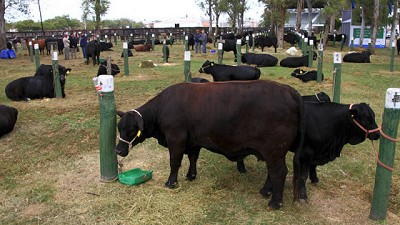 La Gran Nacional Brangus, a pura pasión