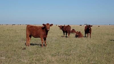 En la cuenca del Salado, la flexibilidad hace la diferencia