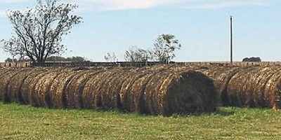 Ante el escenario favorable para la ganadería, vuelven las pasturas