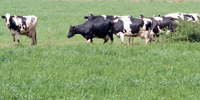 Syngenta y Oscar Pemán Semillas lanzan una versión de Plenus para forrajeras tropicales