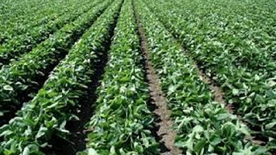 La soja cerró la semana en baja pero se mantuvo arriba de los u$s 420