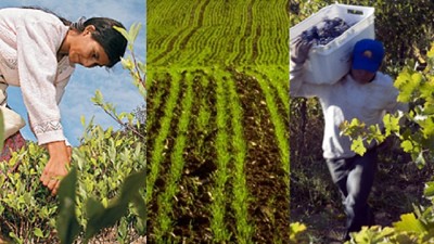 Denuncian falta de apoyo oficial a una iniciativa exportadora para la agricultura familiar