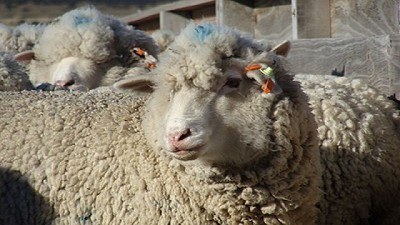 Hoy comenzó el taller de actualización sobre producción caprina