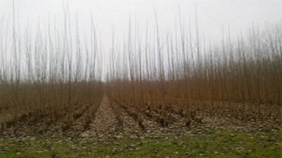 CERFOAR propone una mesa de diálogo sobre la certificación forestal PEFC