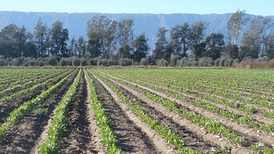 Transferencia de innovación en producciones del NOA