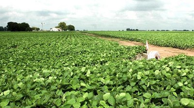 Más de 100 ganadores del premio Nobel le piden a Greenpeace que acepte los transgénicos