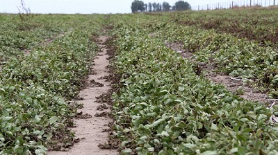 Por las intensas lluvias ya se perdió el 10% de la superficie sembrada de maní en el país