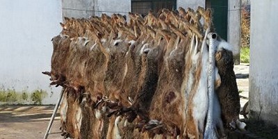 Fiscalizan la temporada de la caza comercial de la liebre 2016 en la Provincia