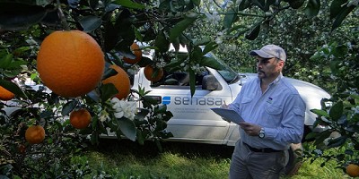 Organismos públicos y privados intensifican monitoreo preventivo contra el HLB en Misiones