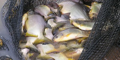 Fortalecimiento de la Acuicultura