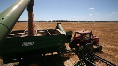 Boom de trigo: creció 130% la exportación por el puerto de Bahía Blanca