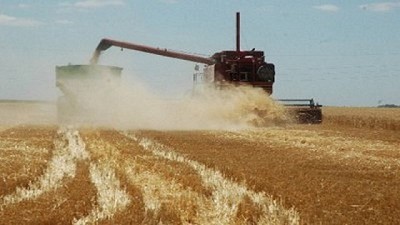 La Argentina exportó un 117,5% más de trigo que un año atrás