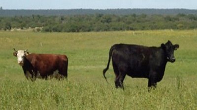 Agroindustria de Buenos Aires simplifica el trámite del Registro Ganadero