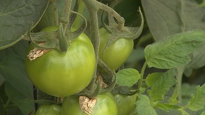 Nuevo reglamento para la producción y comercio de productos orgánicos