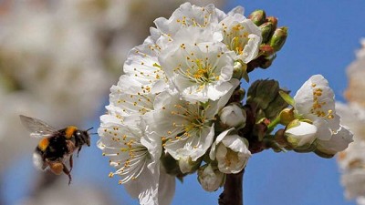 Avanza el desarrollo de la investigación sobre polinización en peras y manzanas