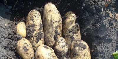 La producción de papa en busca  de la eficacia en el manejo de la tecnología