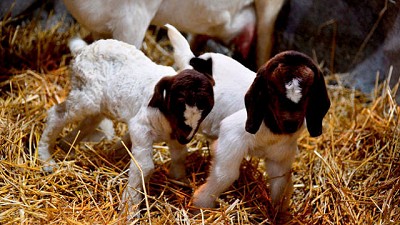 Se agranda la familia rural: Llegaron los cabritos