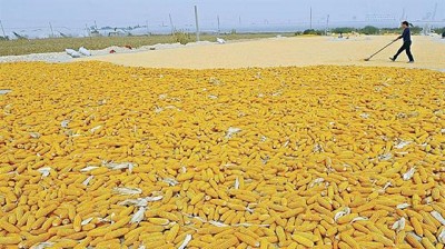 Las urgencias de los exportadores fortalecieron los precios del maíz