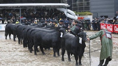 Rural 2016: qué tipo de animal se afianza para la producción a partir de la vidriera de Palermo