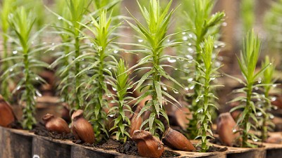 Convocatoria abierta para Aportes No Reembolsables en temas forestales