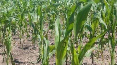 La Niña incentiva las siembras tardías de maíz - GEA - BCR
