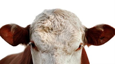 La ganadería del futuro: nuevas herramientas para el salto productivo