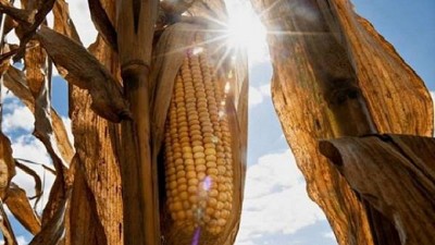 Ahora, el sol sale bien fuerte para la vuelta del maíz al lote