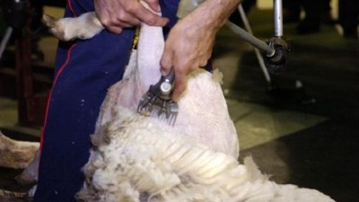 PROLANA: dictarán en Valcheta curso de especialización en técnicas de esquila