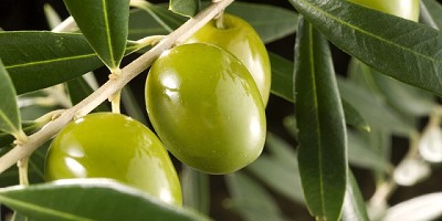 Advierten sobre la crisis del sector olivícola en Catamarca