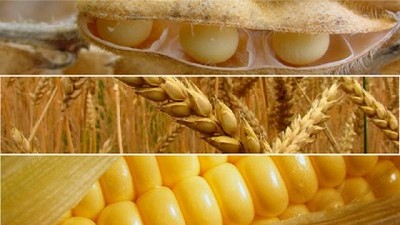 Los precios a cosecha vuelven a caer en agosto; por Zorraquín+Meneses