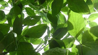 La genética sojera mostró todo su esplendor en Rosario