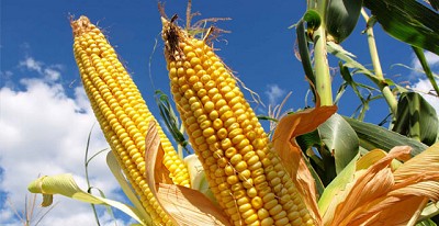 La oferta empieza a hacer sentir su peso; por Dante Romano  