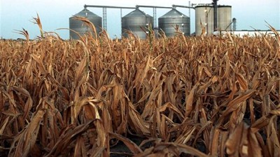 Cambio climático: el maíz, con menos emisiones