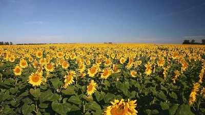 El girasol está de vuelta en las rotaciones competitivas