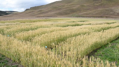 Continúan disponibles los créditos en Río Negro para producir forraje y cereales