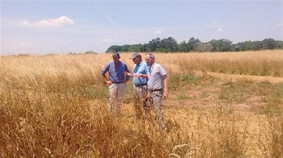 Pasturas: en busca de forrajeras resistentes al calor y la falta de agua