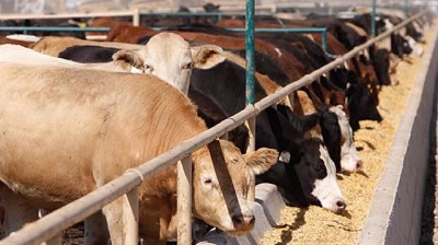 Los algoritmos llegan a la ganadería de EE.UU.