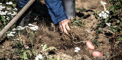Semilla de papa libre en enfermedades multiplicará producción y resistirá heladas de zonas extremas