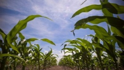 Alerta: acecha otra semana sin agua y falta sembrar el 67% del maíz temprano - GEA - BCR