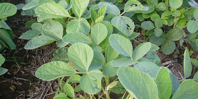 Fitoestimulantes: fórmula antiestrés para la soja y el maíz