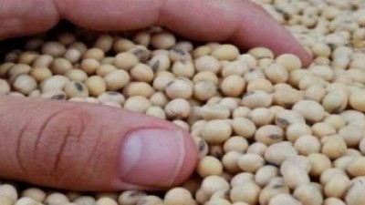 Por las pérdidas externas, se negoció en baja el precio de la soja argentina